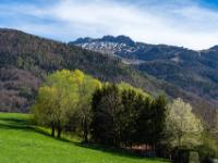 Junges Grün an den Bäumen mit Kampenwand Blick